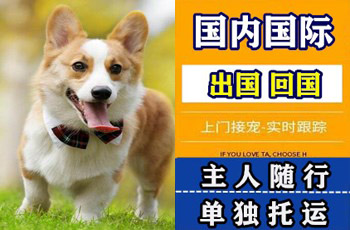 连云港市宠物托运公司连云港市宠物托运公司连云港市宠物托运公司