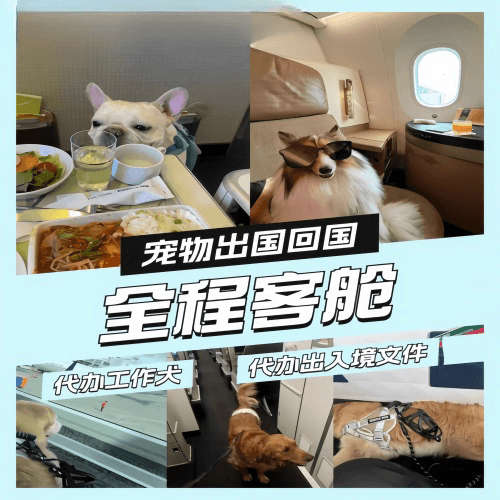 连云港市宠物托运到白俄罗斯宠物入境规定和要求